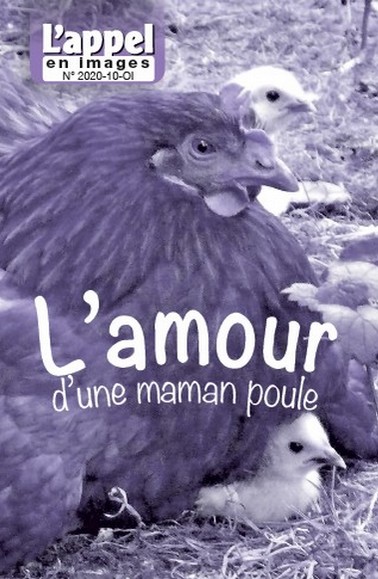 L’amour d’une maman poule